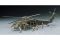 UH-60A Black Hawk (Hasegawa 00433 D3) 1/72